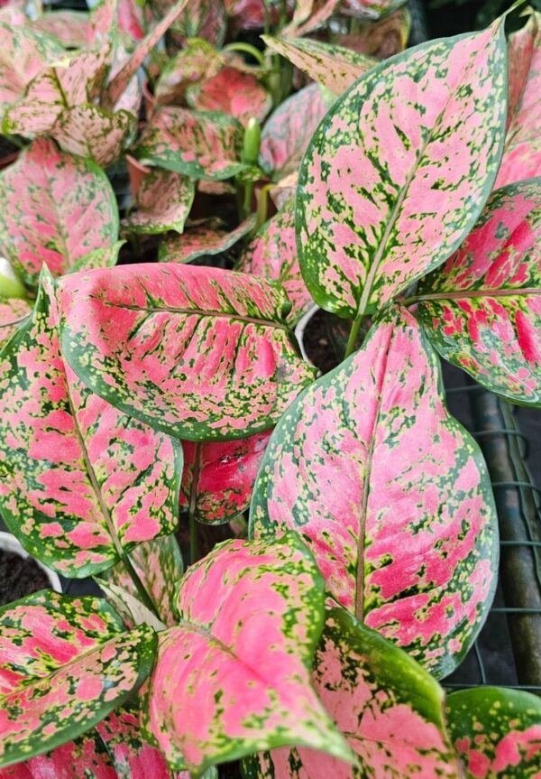 Aglaonema