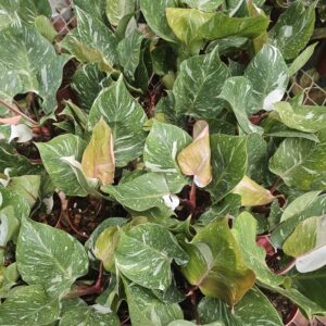 Philodendron White Knight