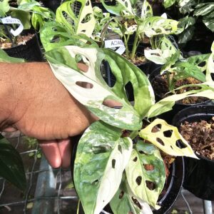 adansonii variegata archipelego