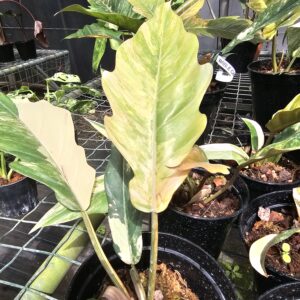 philodendron caramel marble