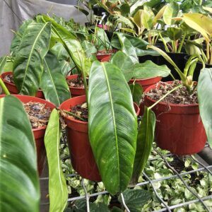 philodendron patriciae