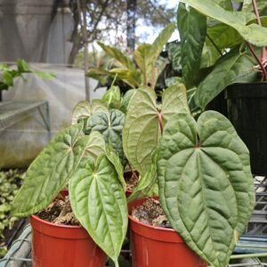 Anthurium Night Dragon x Luxurians