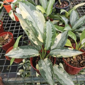 Aglaonema de collection