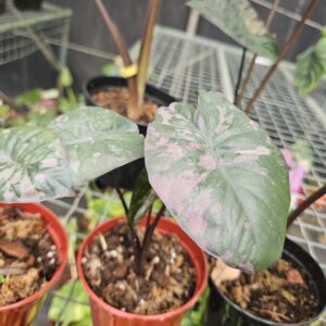 Alocasia Serendipity