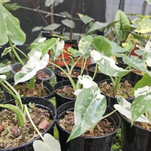 Alocasia Okinawa Silver