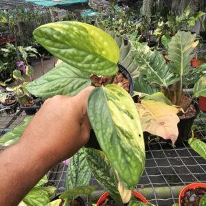 Monstera Peru variegata